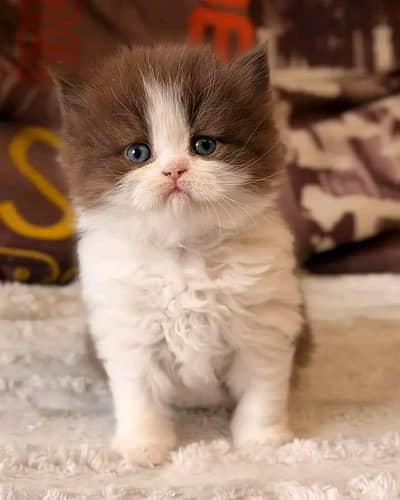 Cat | kittens | Persian | Male | Female | Pair |Wtsp me 0348#Ö163Ö63
