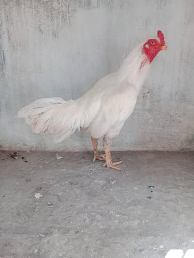 for sale