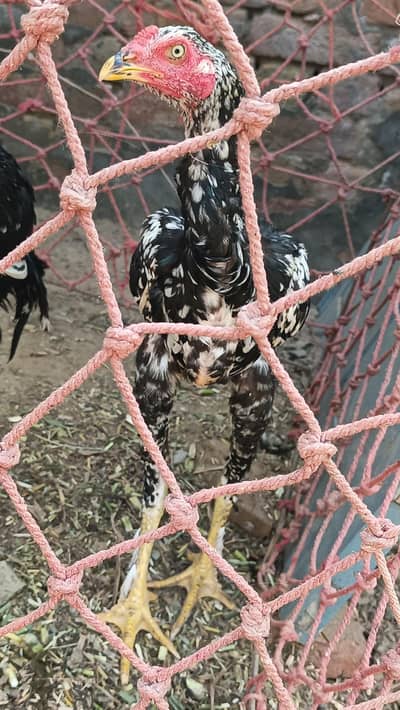 Aseel Rooster  | 7 Months Old | Premium Quality