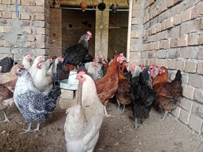 golden masri highbreed full vaccinated plus+++EDS