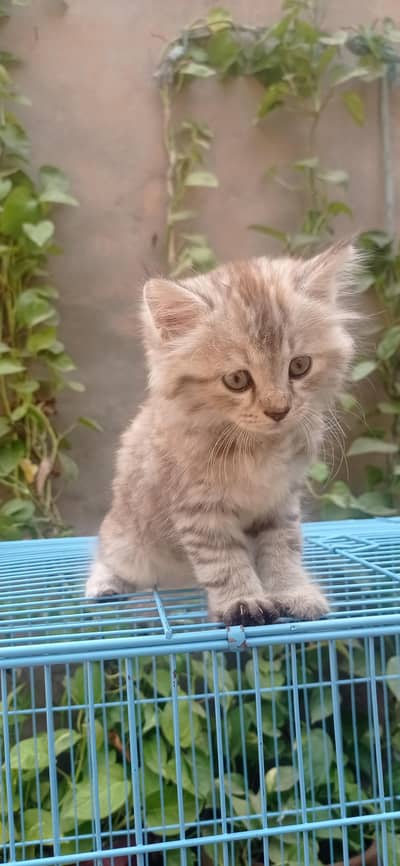 cats pic