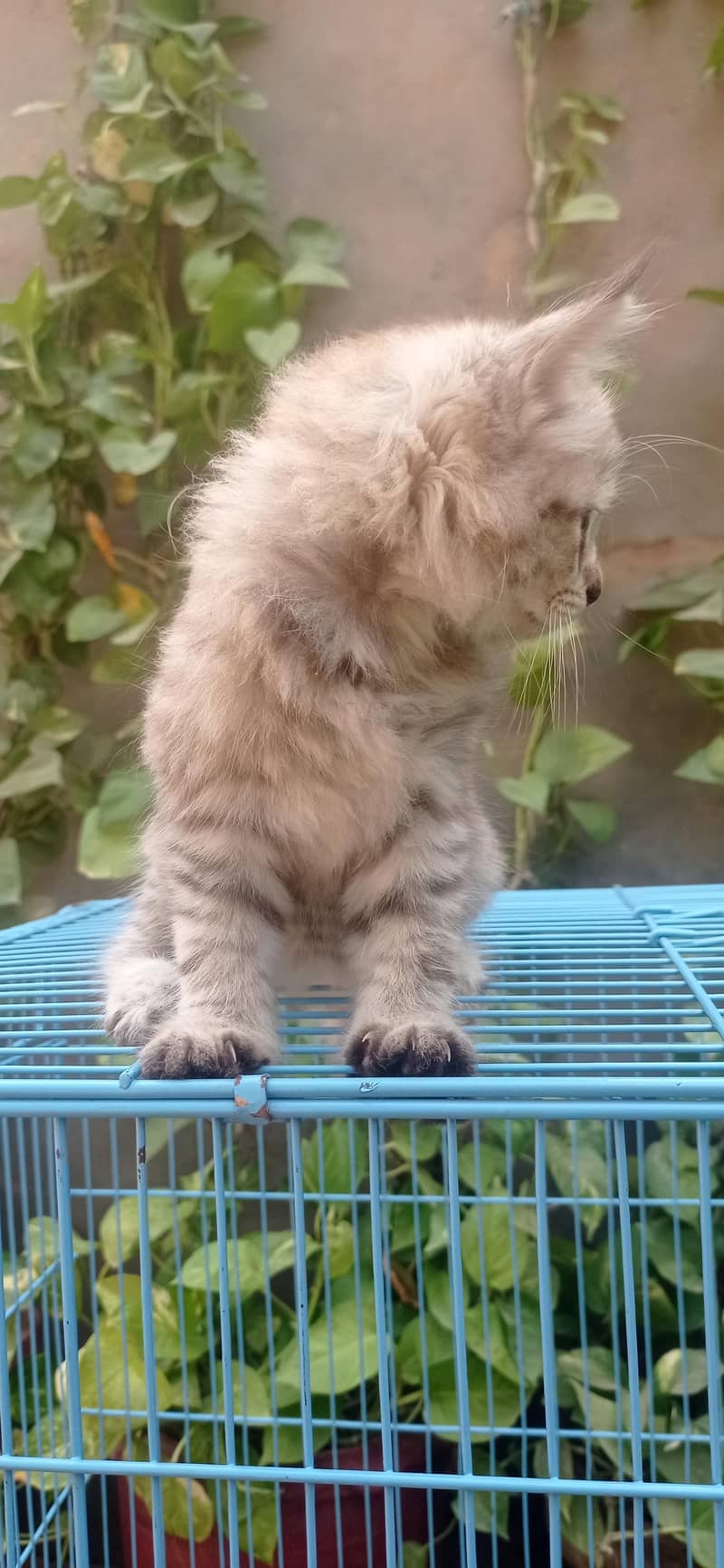 cats pic 1