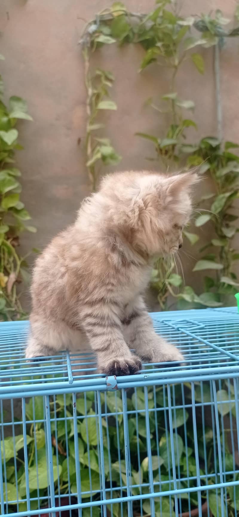 cats pic 2