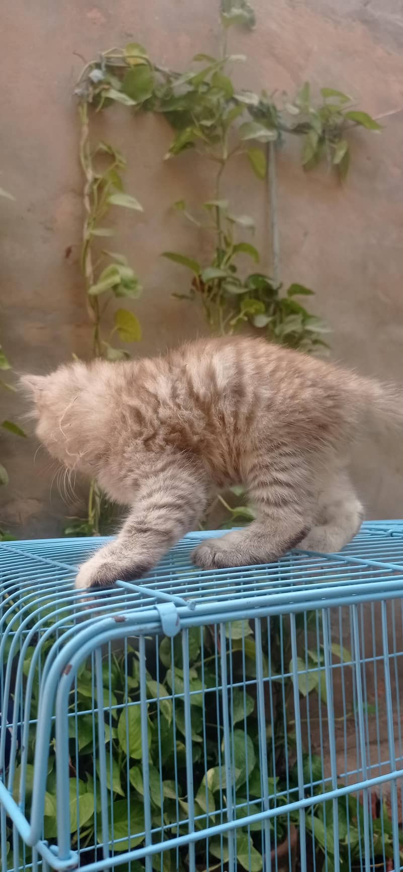 cats pic 3