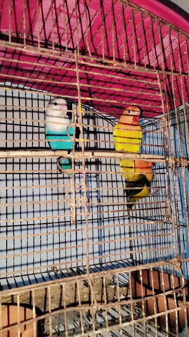 love bird 0