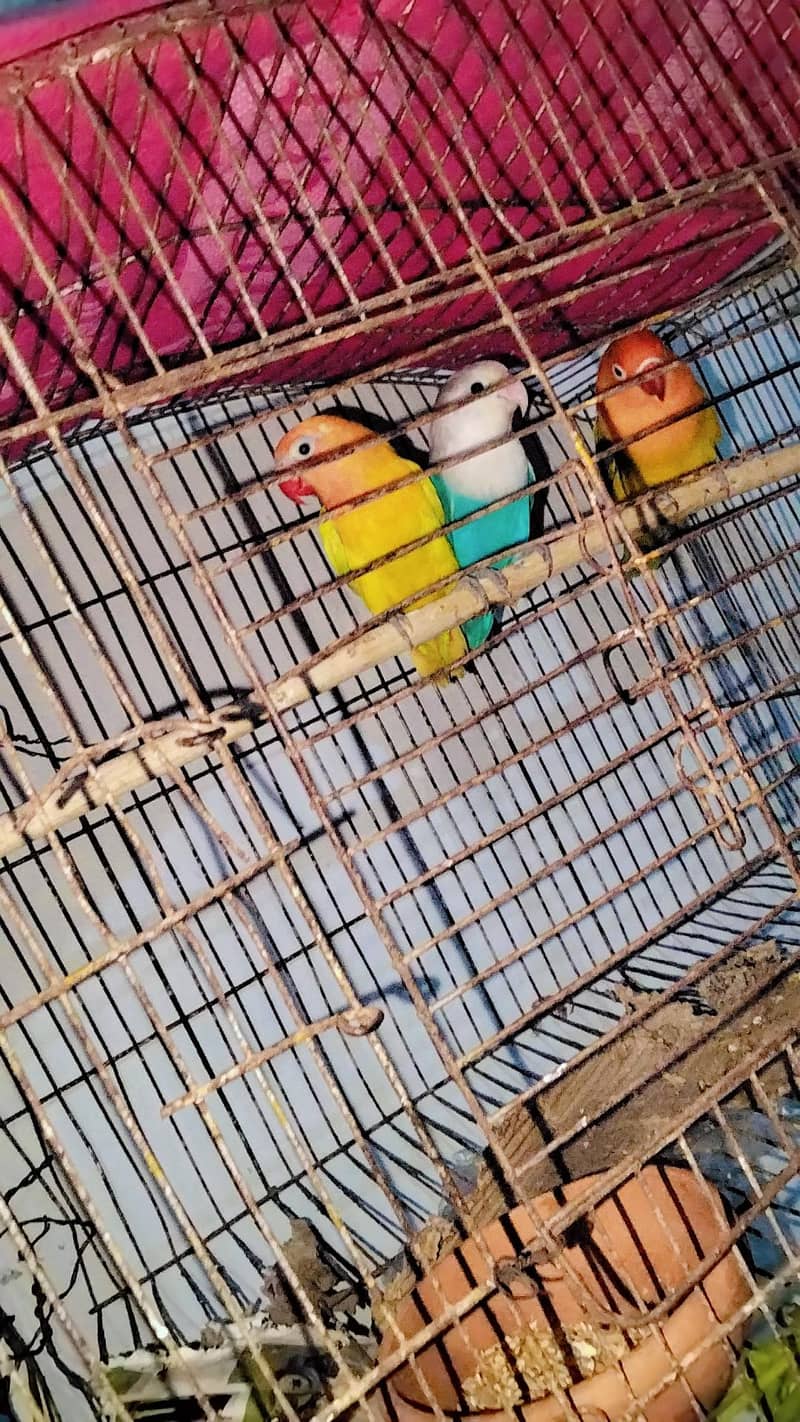 love bird 1