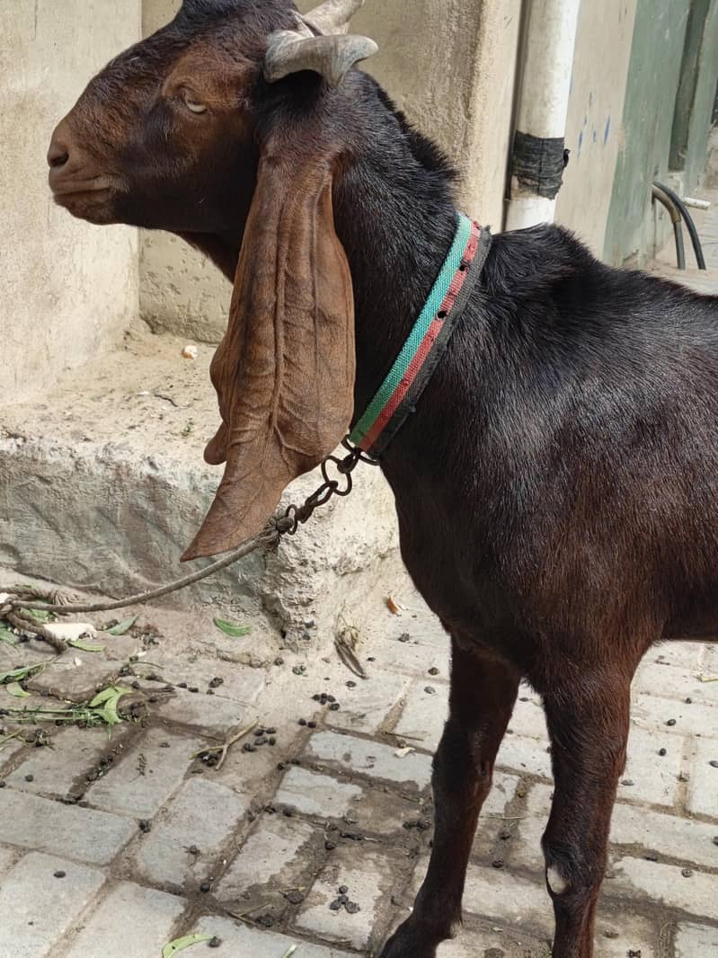 goats 1