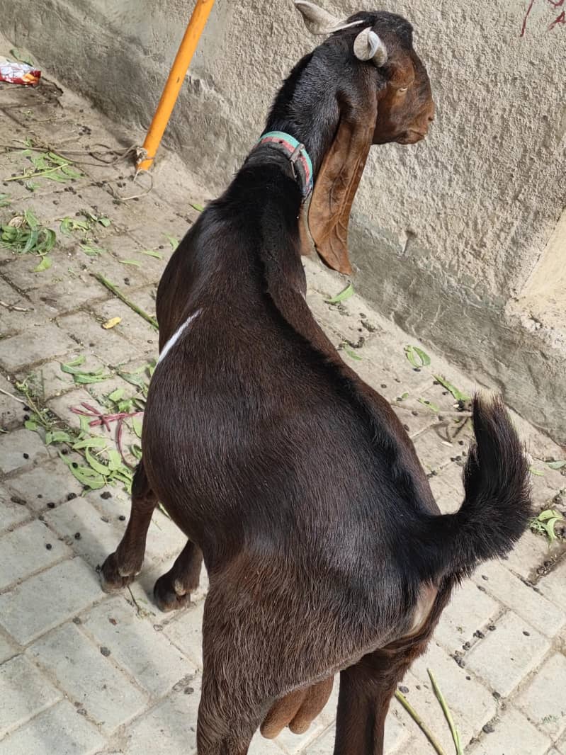 goats 4