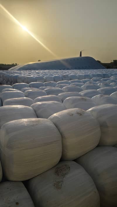 silage, corn silage, silage delivery all pakistan چوہدری سائیلج