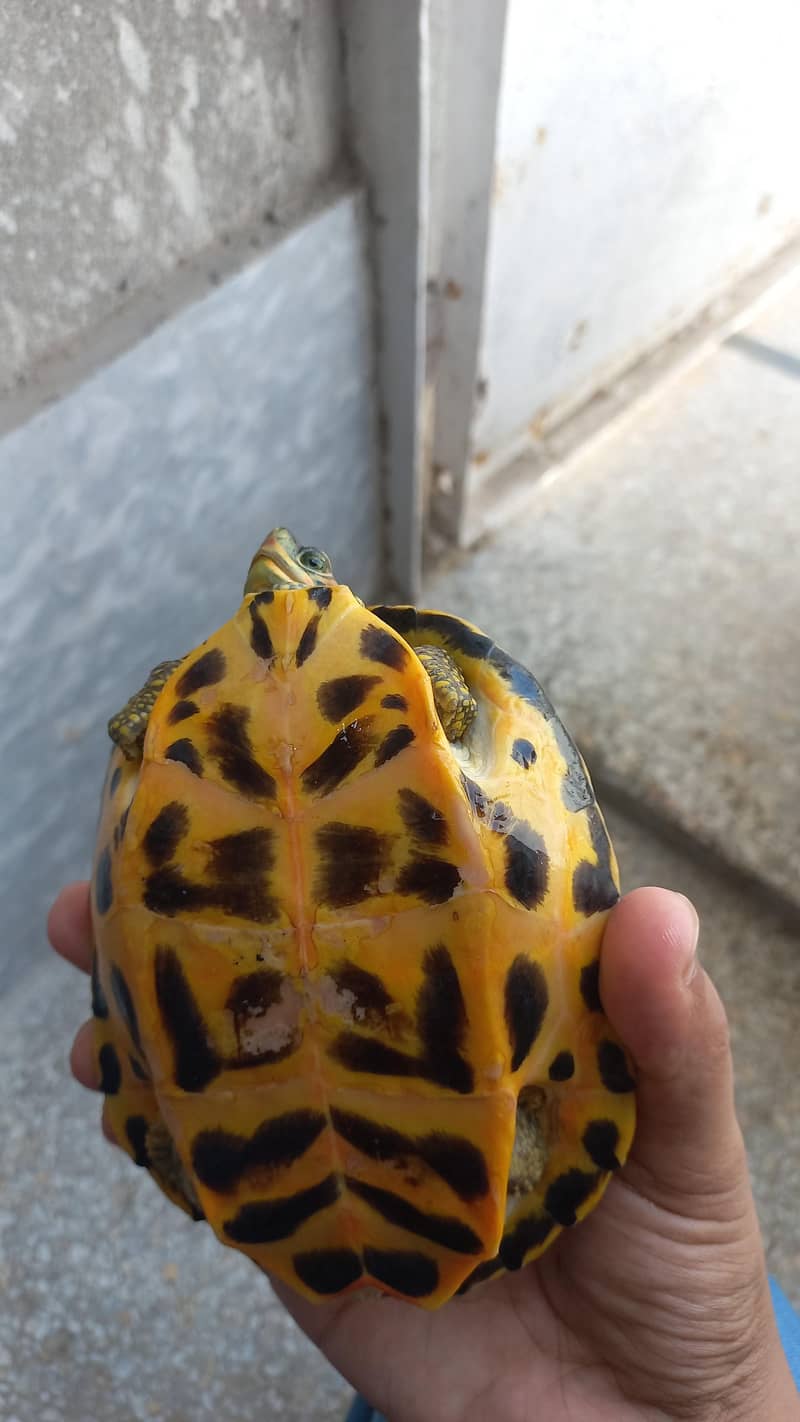 Indian Turtlr 0