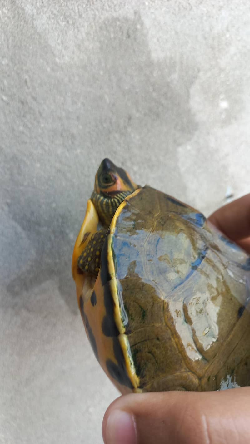 Indian Turtlr 1