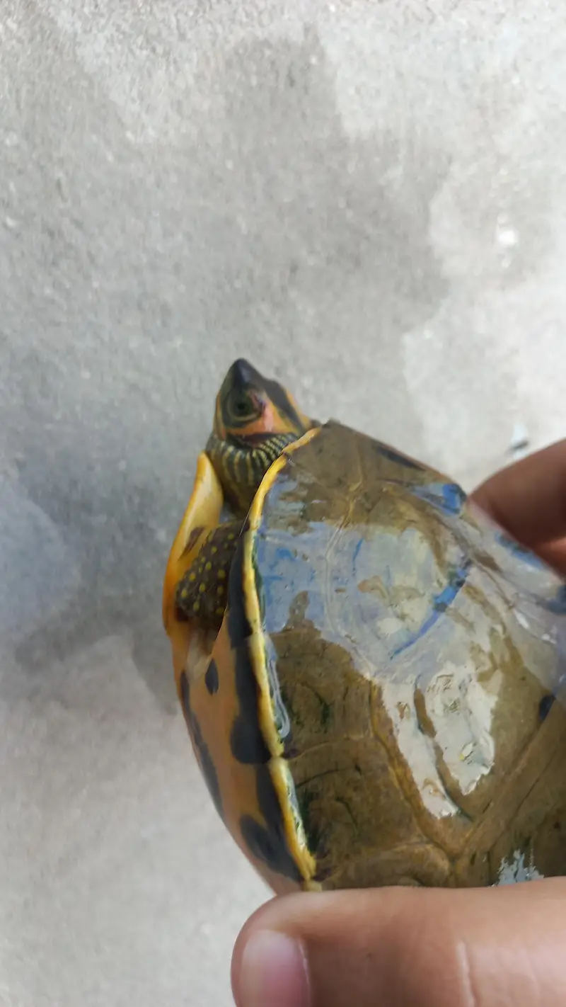 Indian Turtlr — photo 2