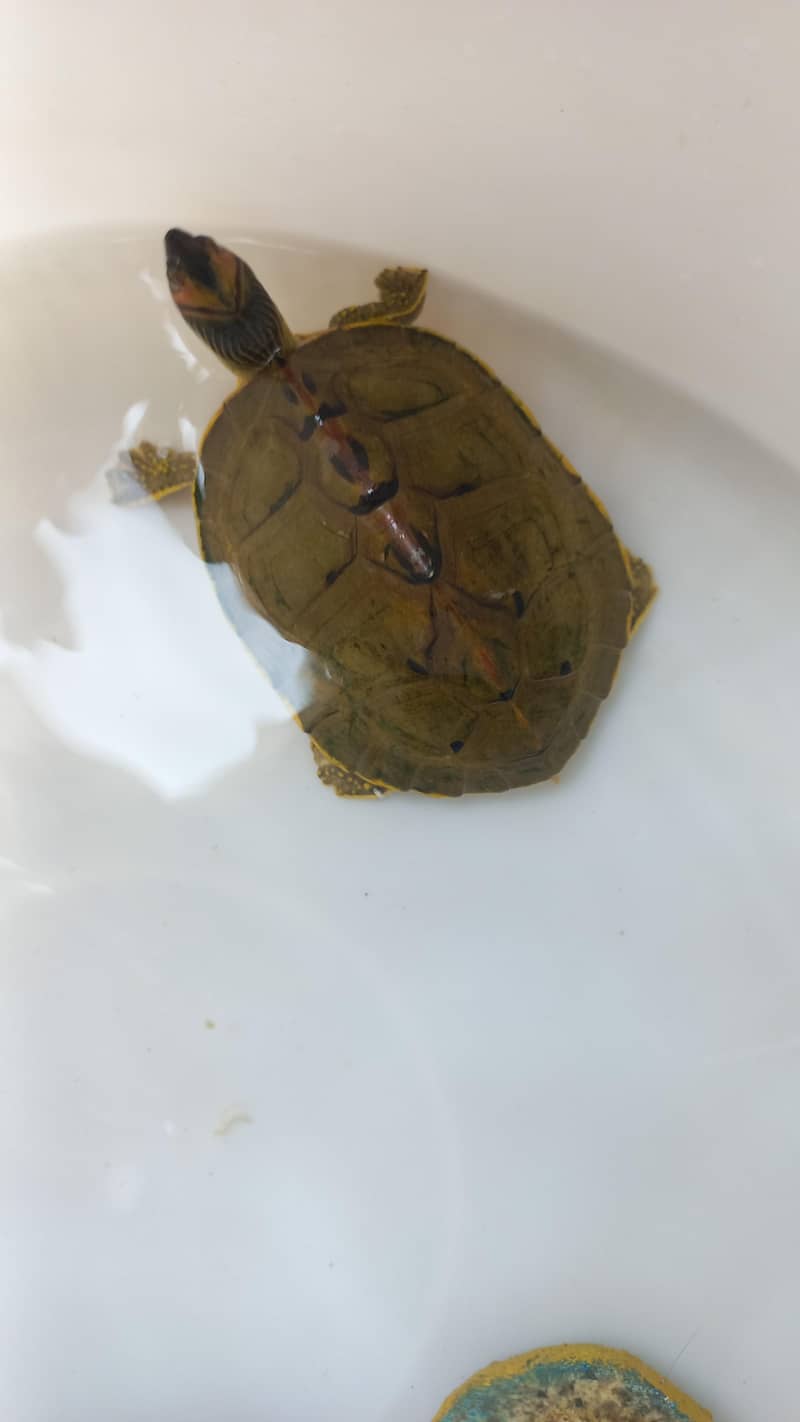 Indian Turtlr 2