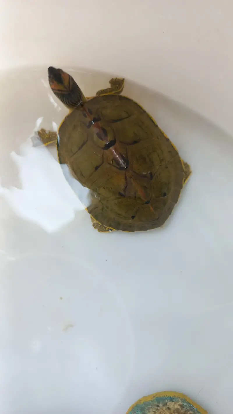 Indian Turtlr — photo 3