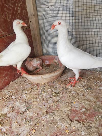 danish White pigeon