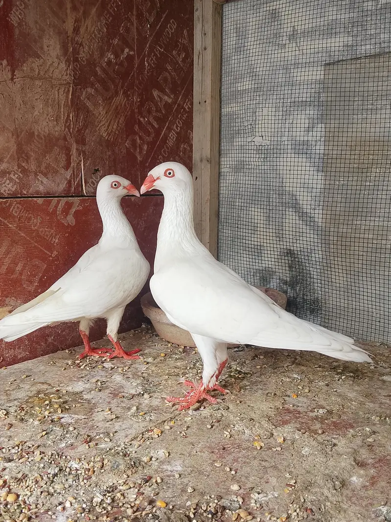 danish White pigeon — photo 2