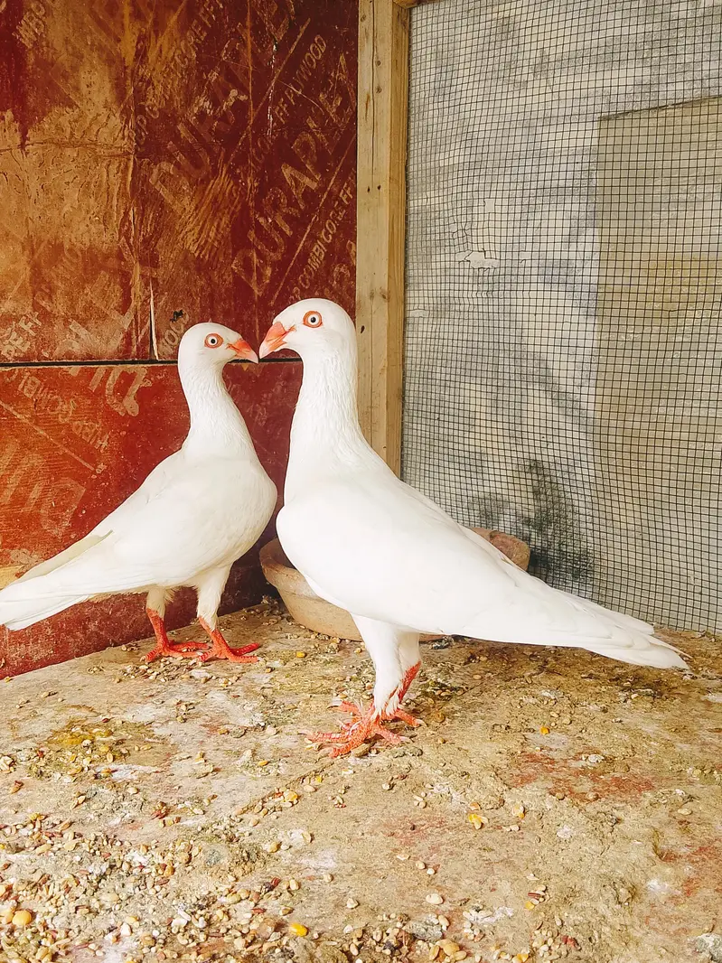 danish White pigeon — photo 3