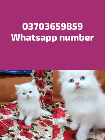 Persian Female kitten for sale