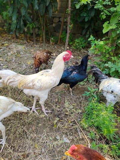Aseel Murga For sale . .