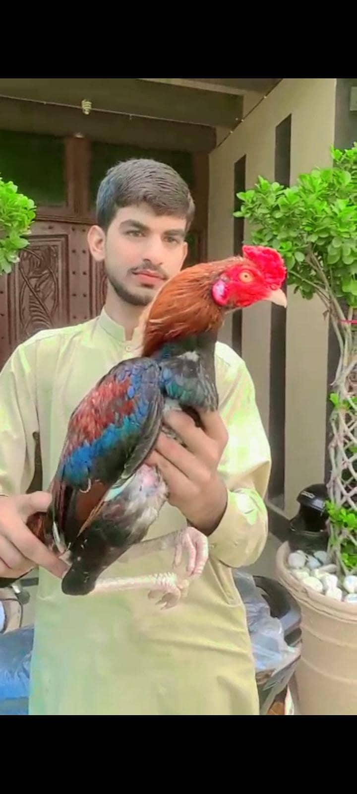 Aseel murga 0