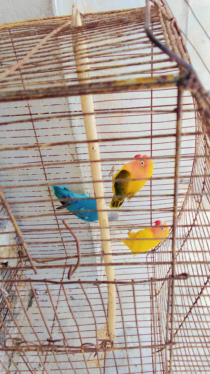love bird 2