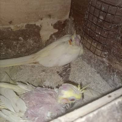 Cocktail barde pair for sale