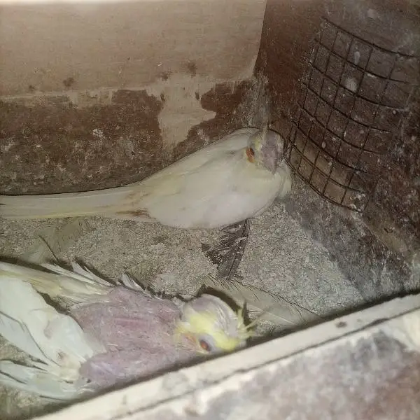 Cocktail barde pair for sale — photo 3
