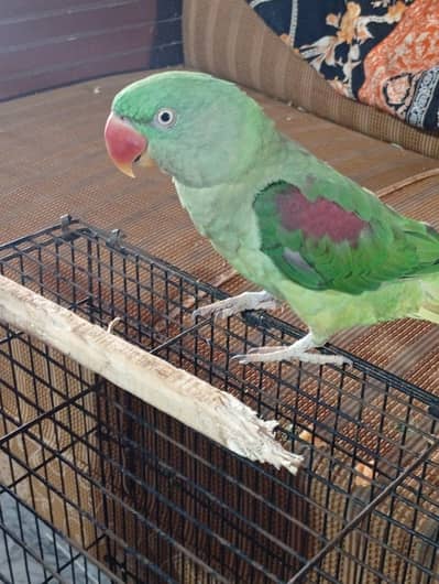3 year breeder raw parrot female