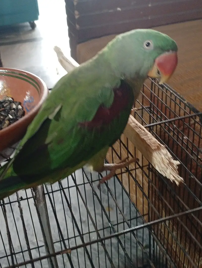 3 year breeder raw parrot female — photo 2