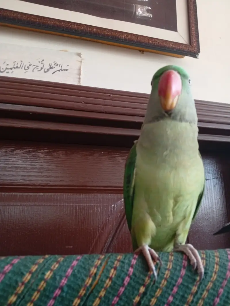 3 year breeder raw parrot female — photo 3