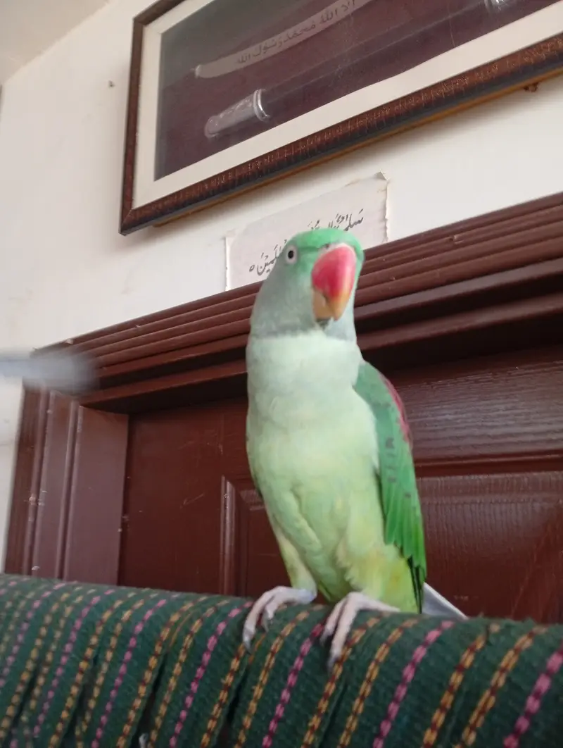 3 year breeder raw parrot female — photo 4