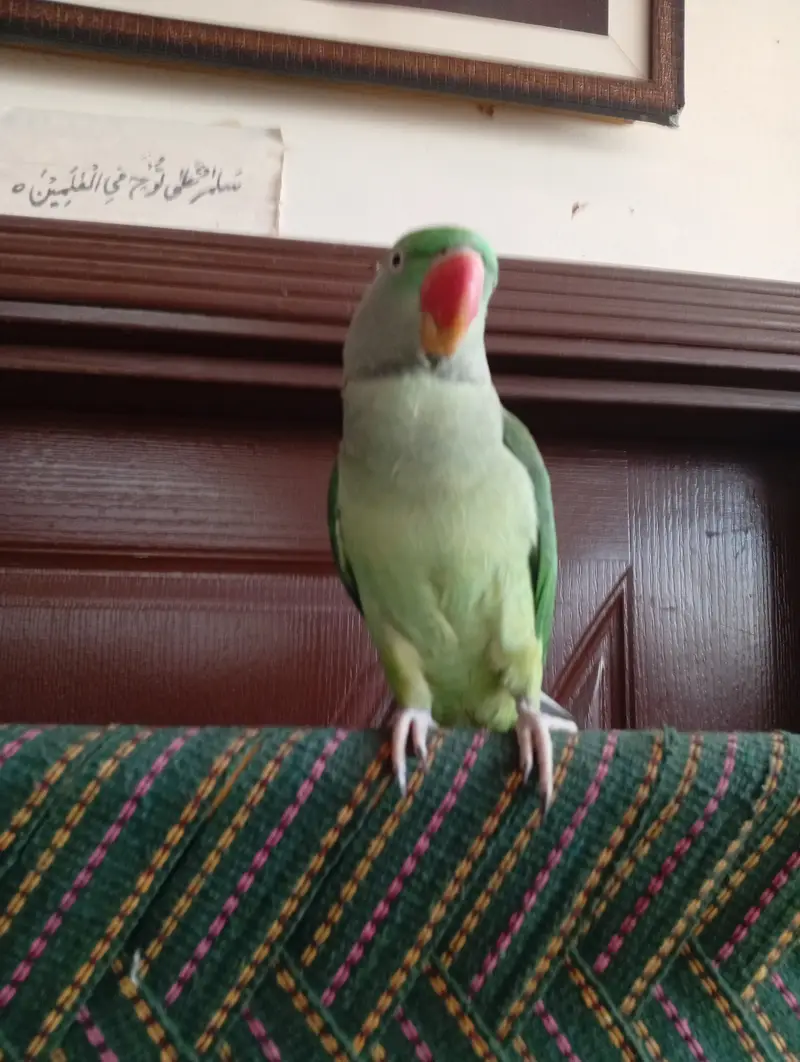 3 year breeder raw parrot female — photo 5