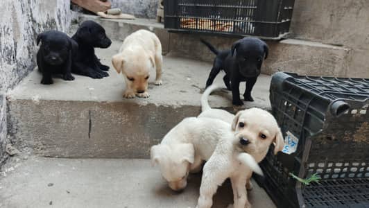 Labrador dogs puppies for sale