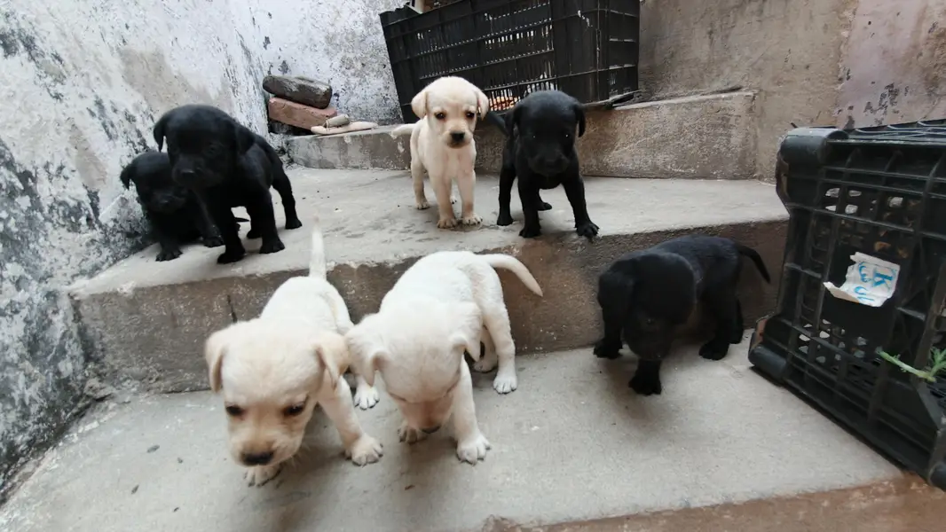 Labrador dogs puppies for sale — photo 2