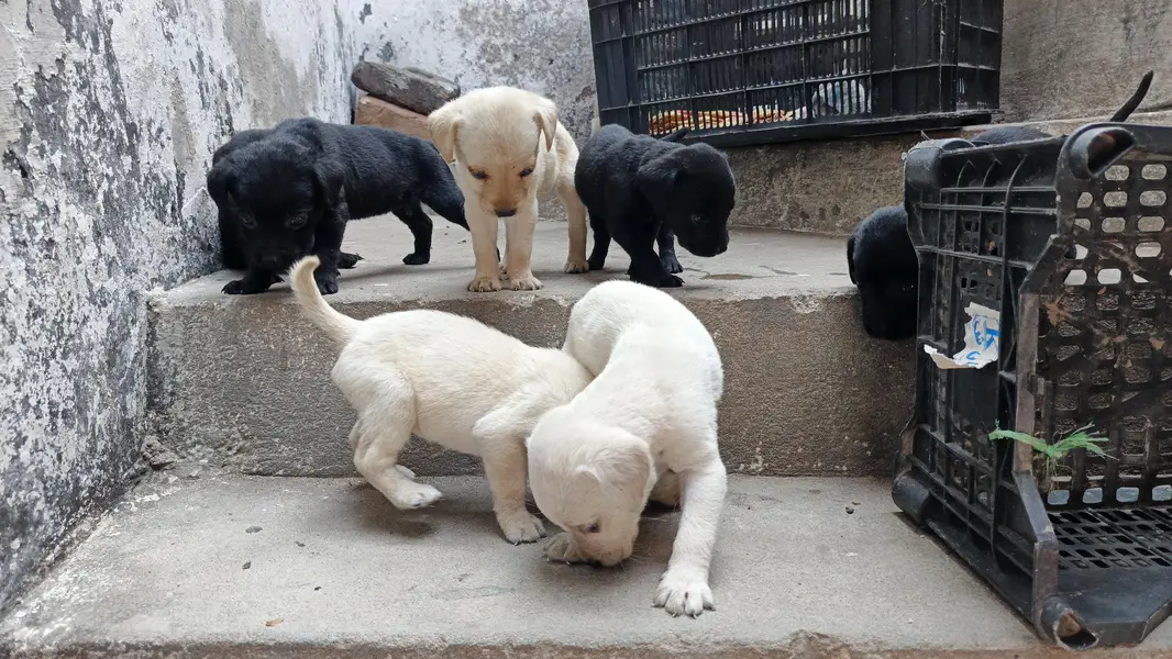 Labrador dogs puppies for sale — photo 3