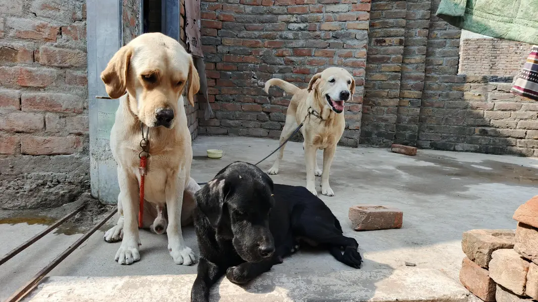Labrador dogs puppies for sale — photo 4