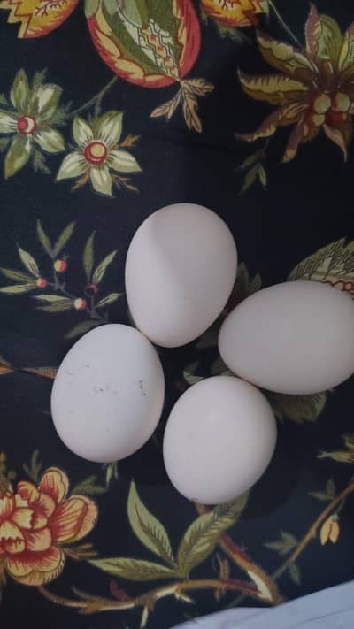 havvy buff white havvy buff eggs sales