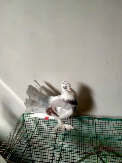 Indian fantail