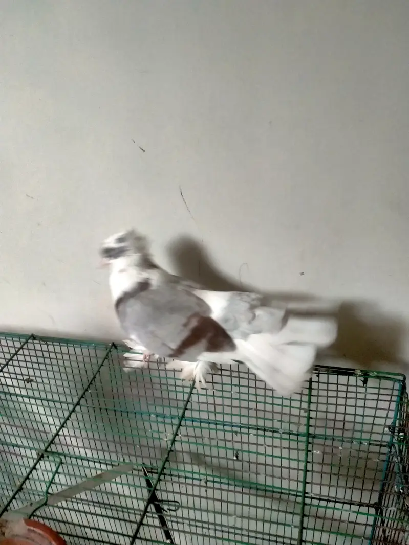 Indian fantail — photo 4