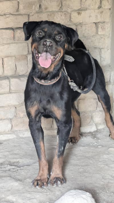 rottweiler top quality female available for new home