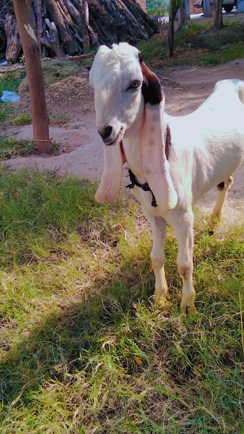 Beetal Bakra | goat | ablak | sheep | 0300-0091606 — photo 3