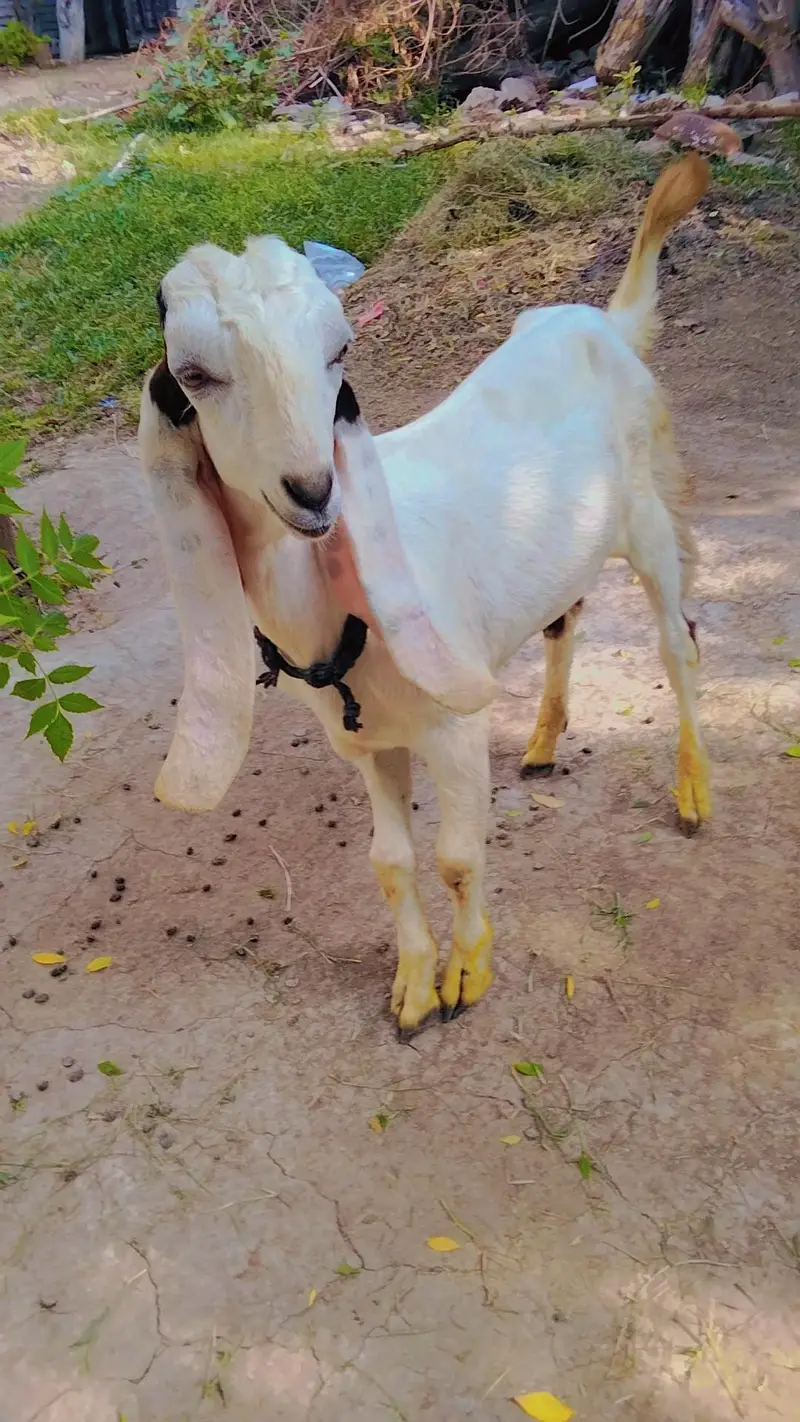 Beetal Bakra | goat | ablak | sheep | 0300-0091606 — photo 2