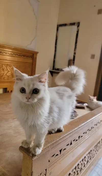 Full White Persian Cat