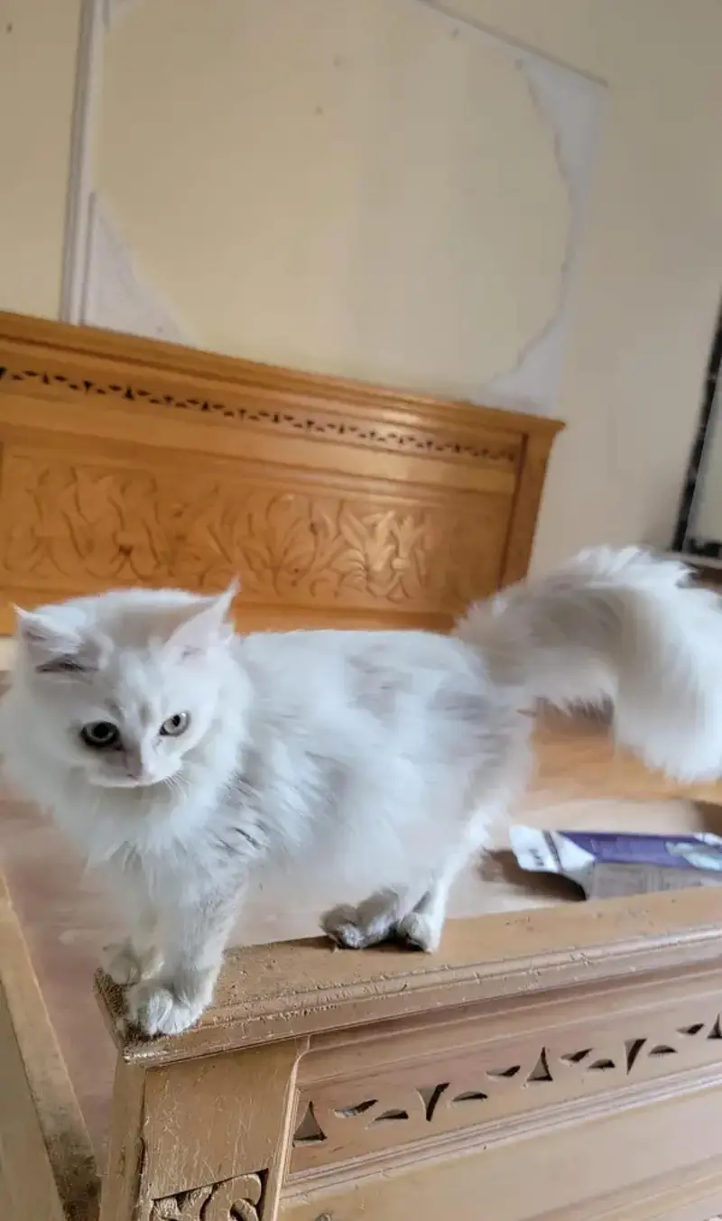 Full White Persian Cat — photo 2