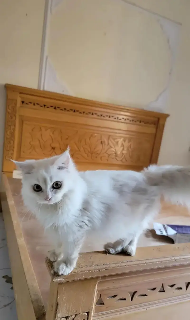 Full White Persian Cat — photo 3