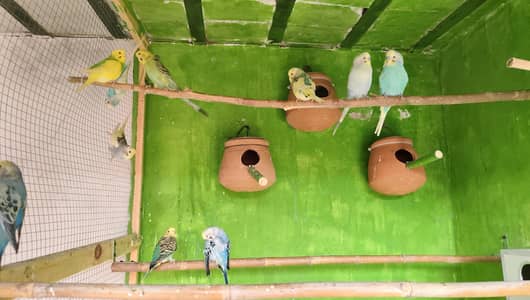 budgie pair yellow face king size