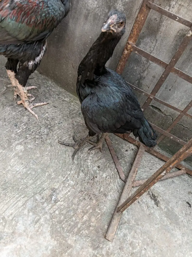 asal seail somaliya bardare — photo 2