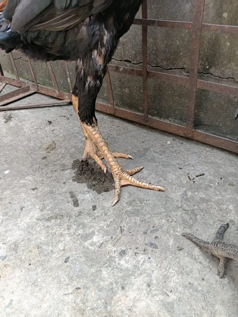 asal seail somaliya bardare — photo 3