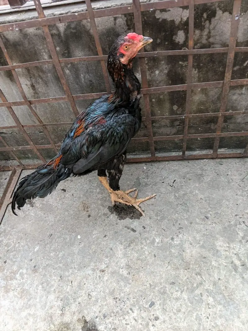asal seail somaliya bardare — photo 6
