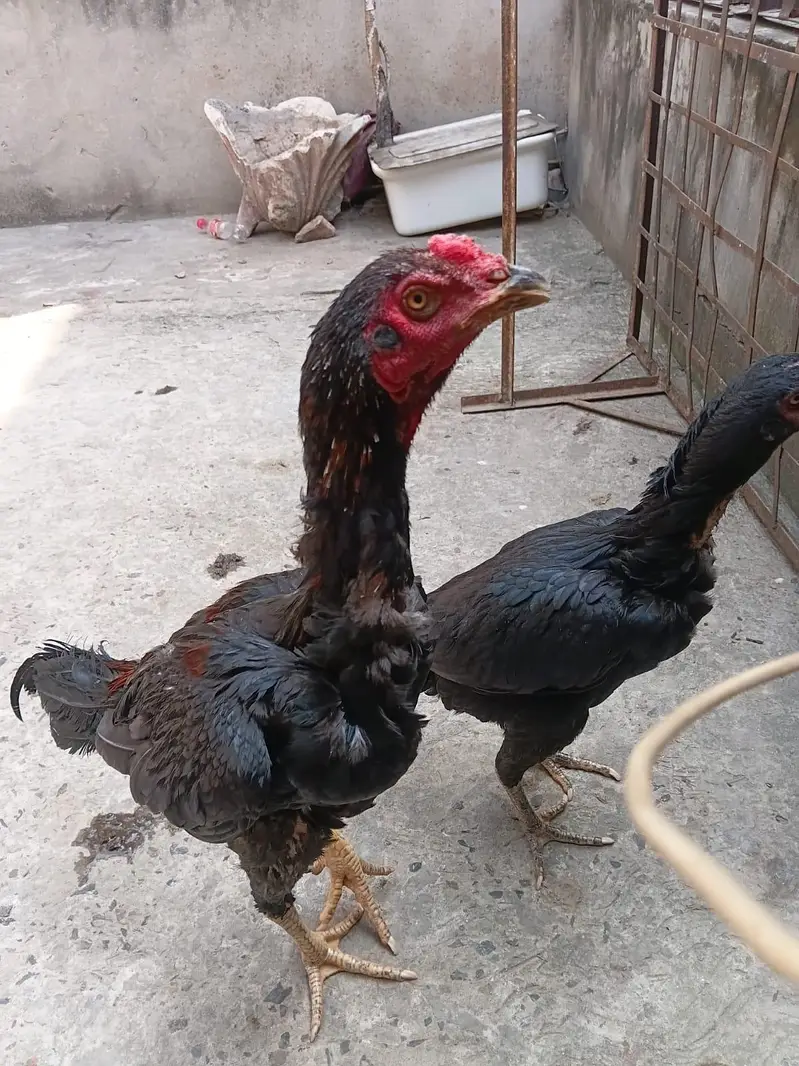 asal seail somaliya bardare — photo 7